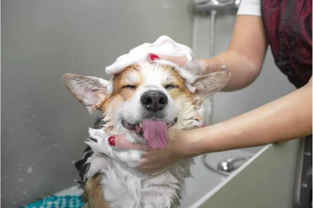 Cachorro na banheira tomando banho de ozônio