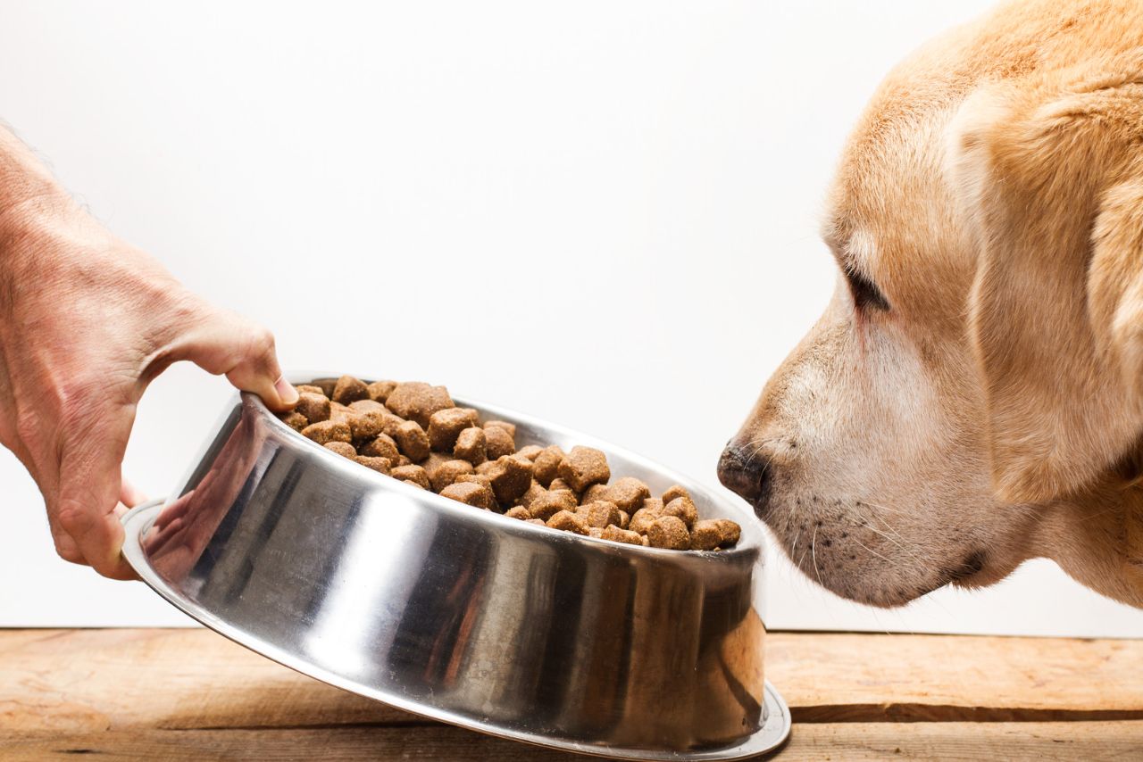 cachorro cheirando ração