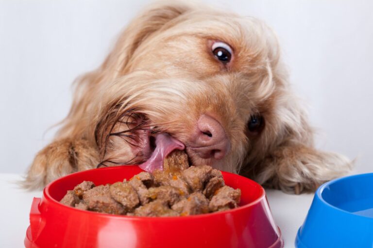 cachorro comendo ração