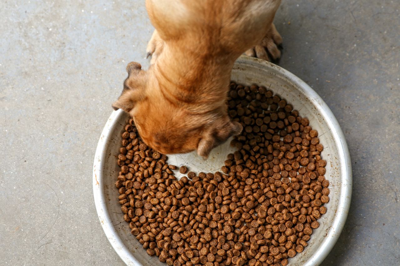 cachorro comendo ração