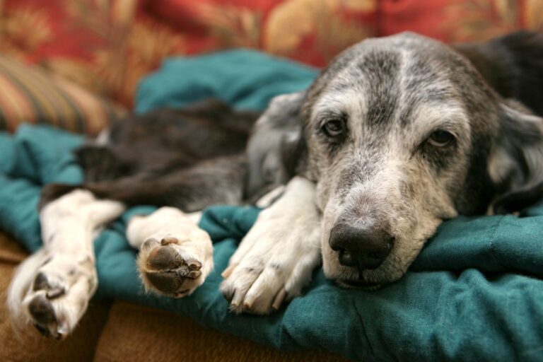 cachorro idoso deitado em uma manta