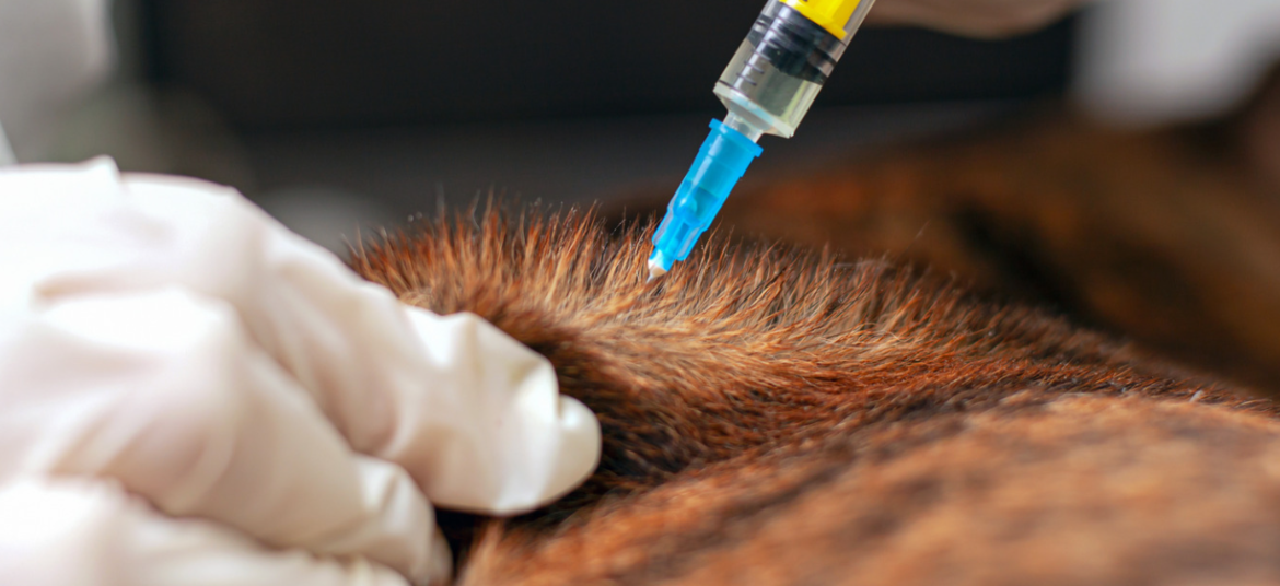 veterinario aplicando vacina em um cachorro