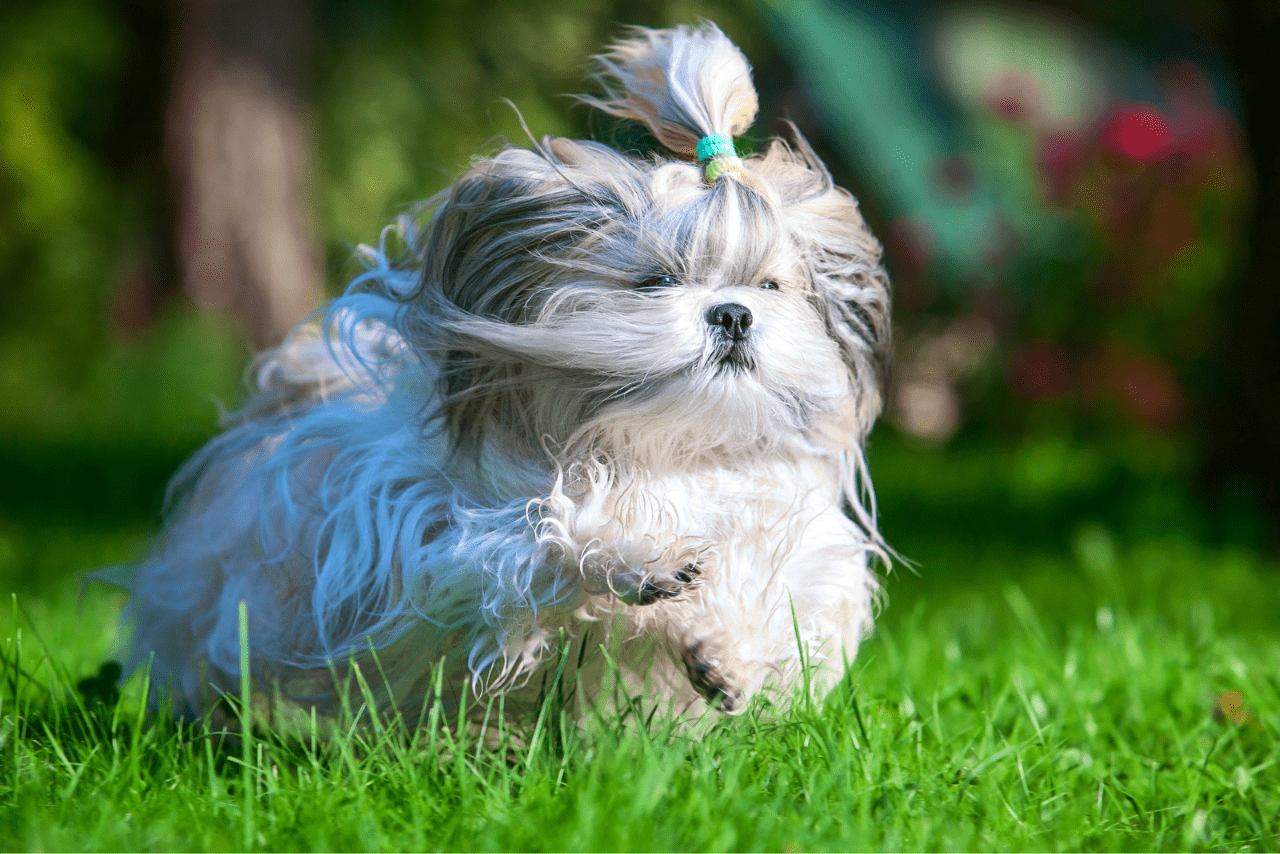 cachorro da raça shih tzu correndo na grama