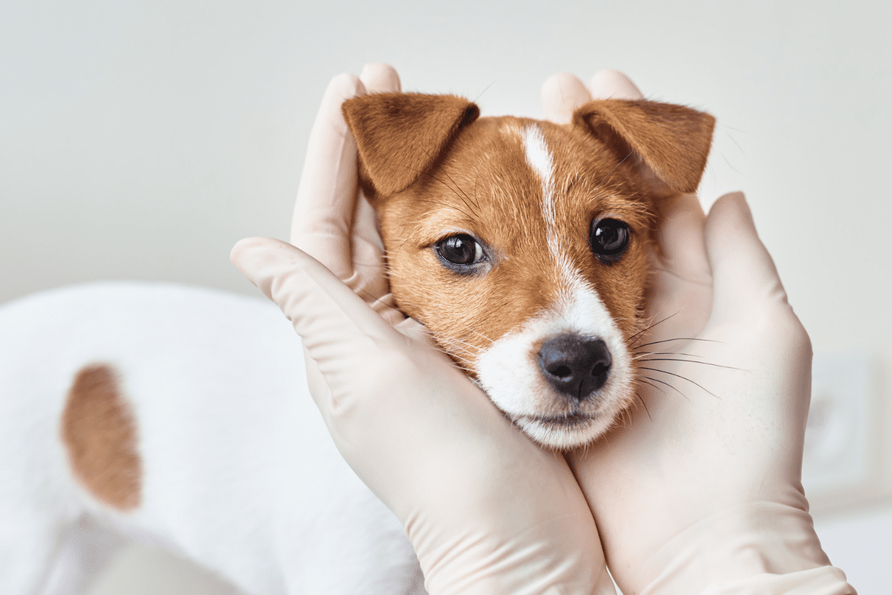 Read more about the article Medicina veterinária integrativa: conceito, abordagem, vantagens