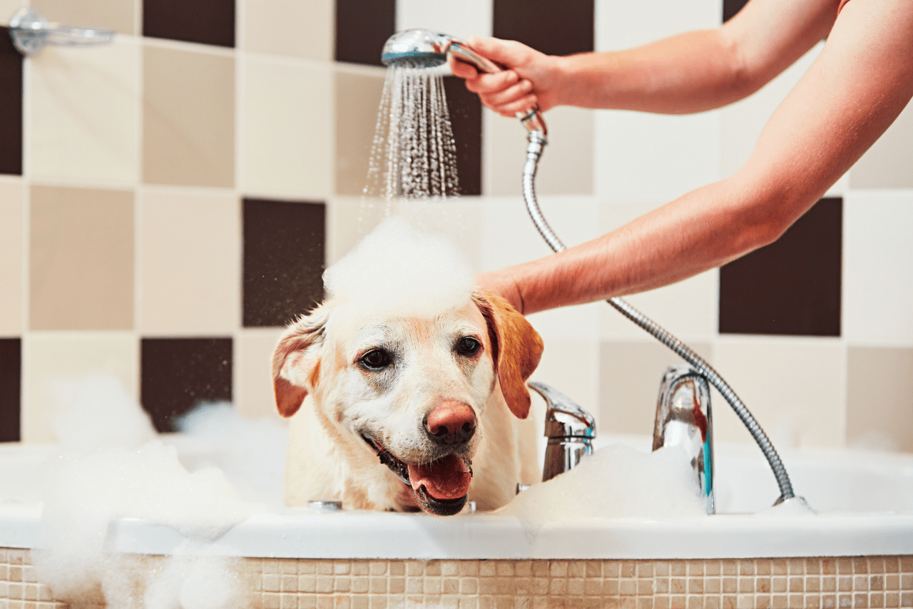 cachorro tomando banho de ozônio