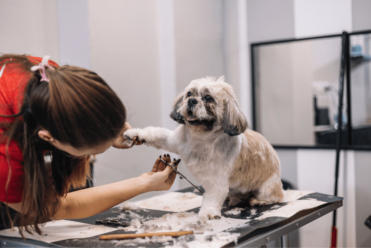 Read more about the article Quais são os benefícios de um banho e tosa profissional para o meu cão?