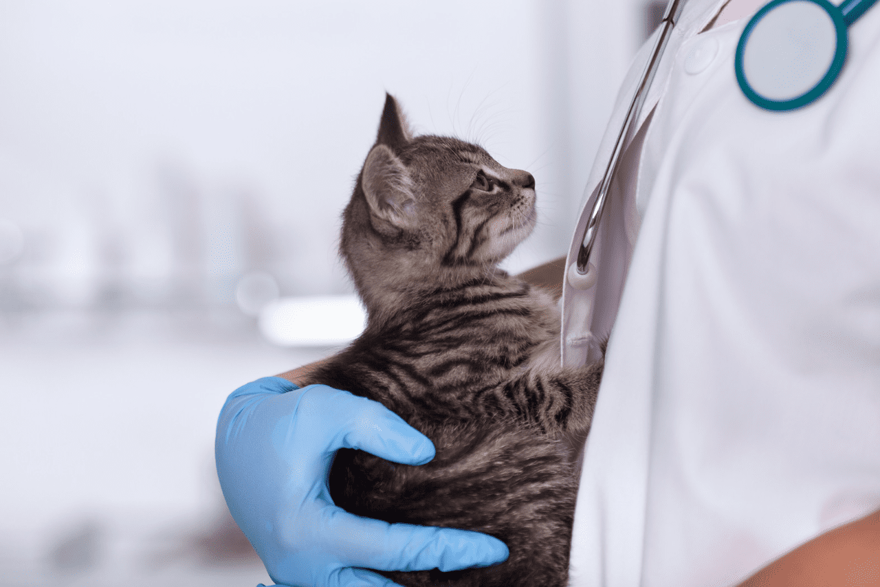 veterinário segurando um gato filhote