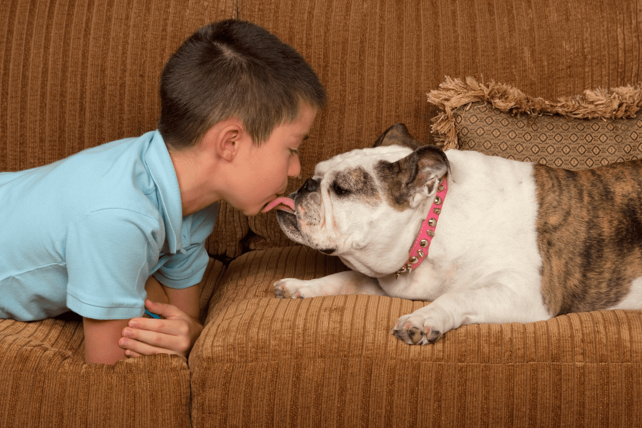 Read more about the article Melhores raças de cachorro para apartamento