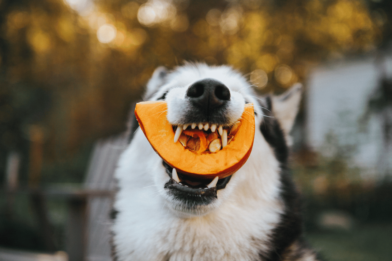 frutas e legumes permitidos para cães