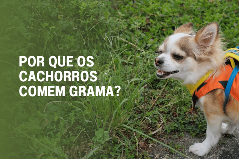 Por que os Cães Comem Grama? Entenda os Motivos