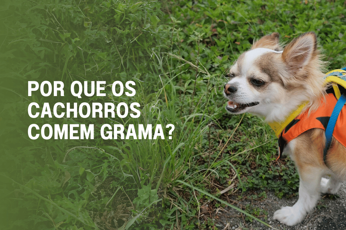 Read more about the article Por que os Cães Comem Grama? Entenda os Motivos