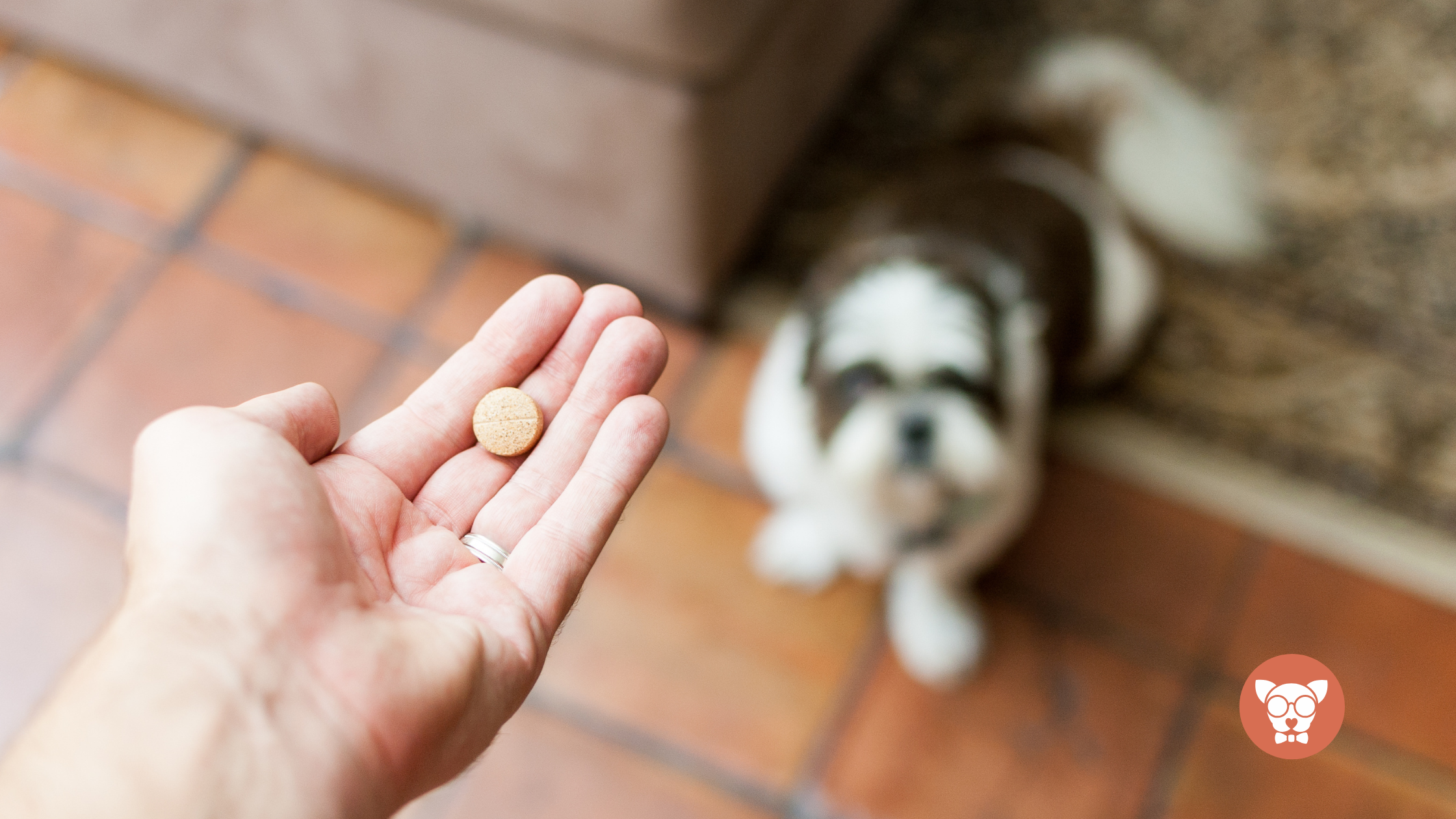Read more about the article Verme do Coração em Cães: Sintomas, Tratamentos e Prevenção