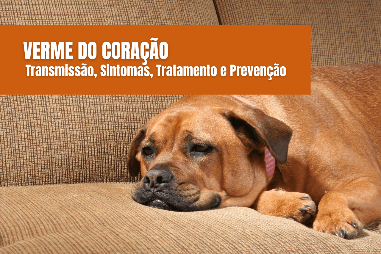 Read more about the article Verme do Coração em Cães: Sintomas, Tratamentos e Prevenção