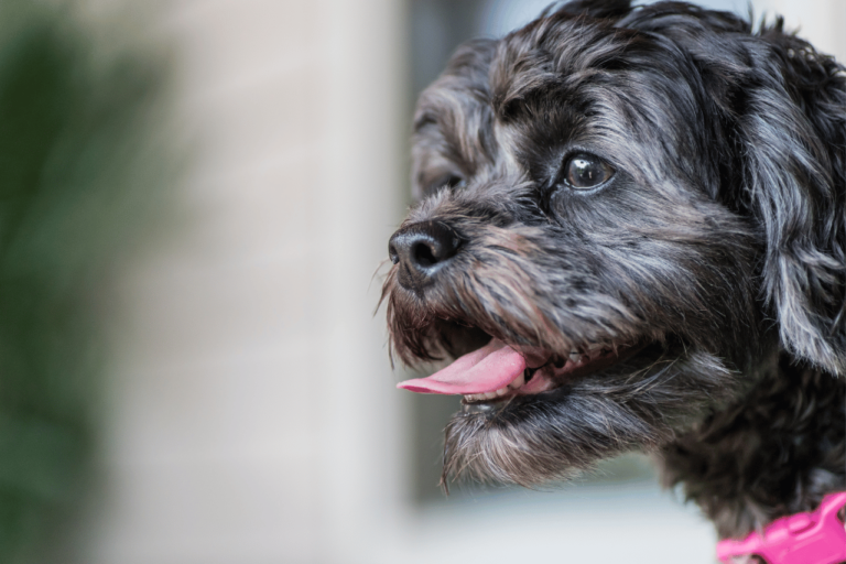 Cachorro com Respiração Ofegante: Preciso me Preocupar?