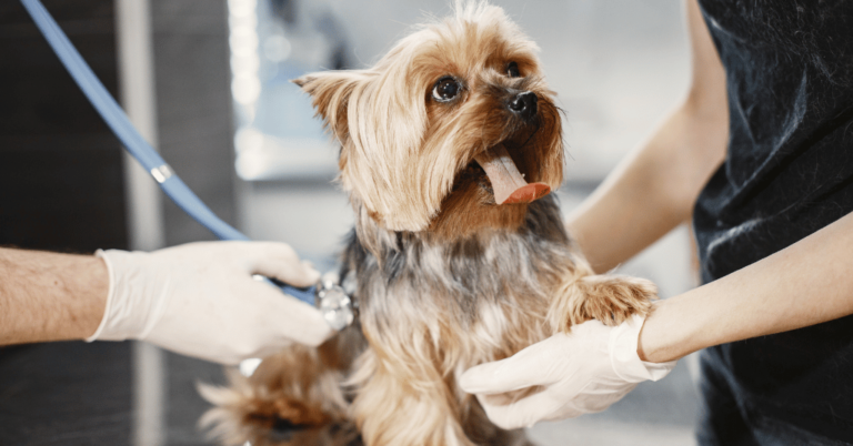 A Importância da Consulta Veterinária Anual para Seu Cachorro