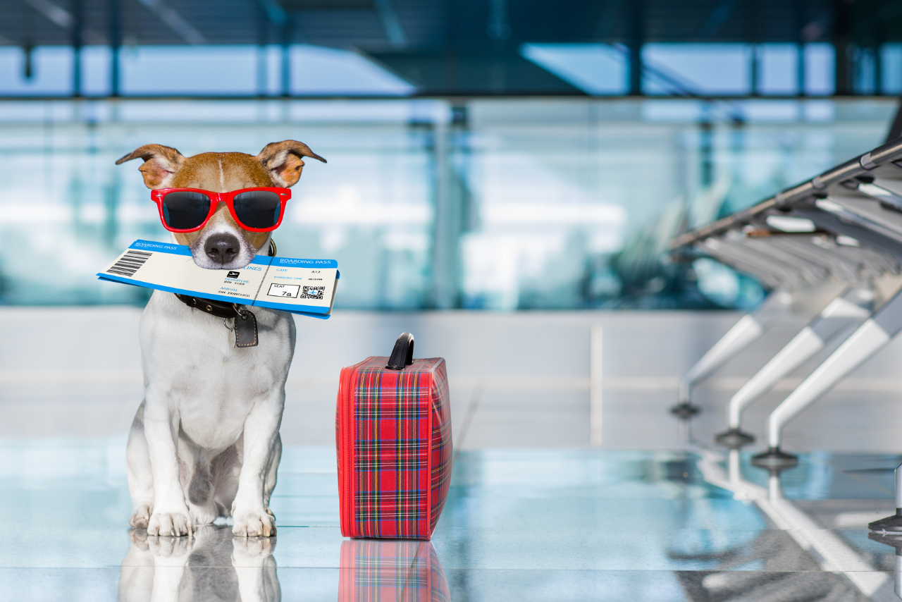 Read more about the article Latam suspende o peso máximo para pets na cabine