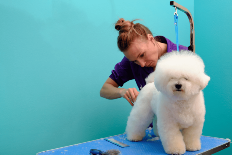 Raças de Cachorro que Não Soltam Pelo