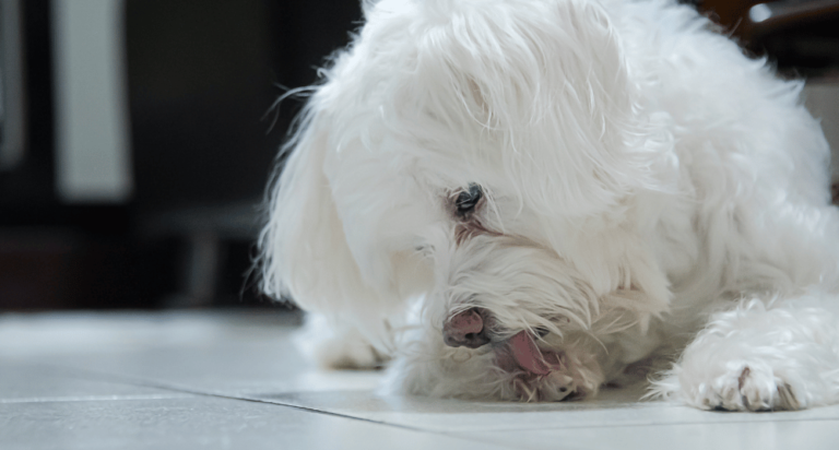 Cachorro Lambendo a Pata: Quais os Motivos?