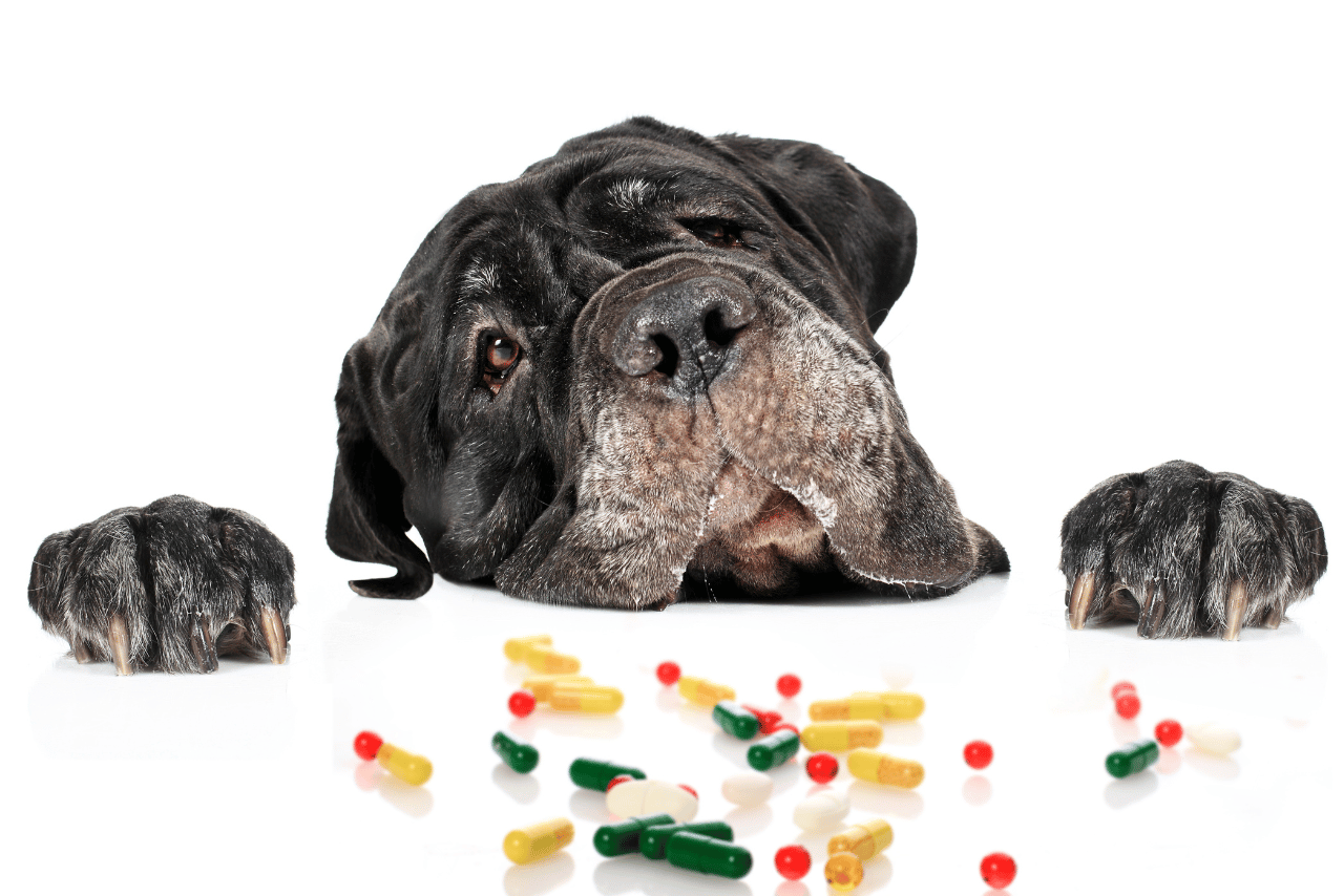 Read more about the article Medicamentos Tóxicos para Cães: Proteja Seu Amigo de Quatro Patas