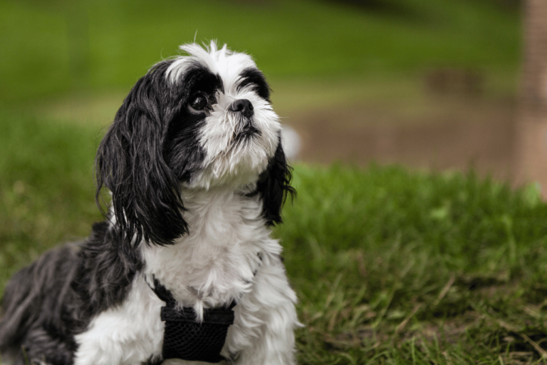 Descubra Tudo sobre a Raça Shih Tzu