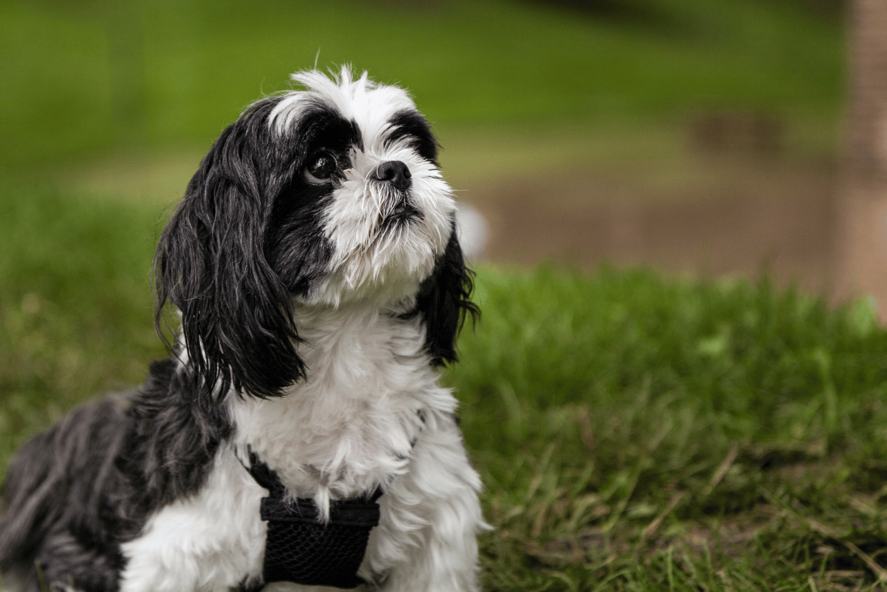 Read more about the article Descubra Tudo sobre a Raça Shih Tzu