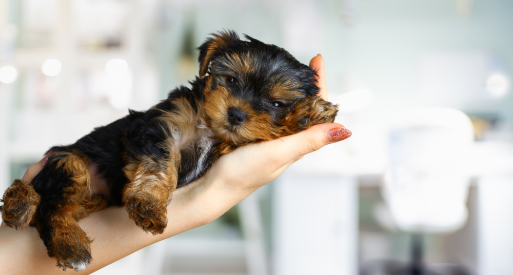 Read more about the article Curiosidades sobre a Raça Yorkshire Terrier