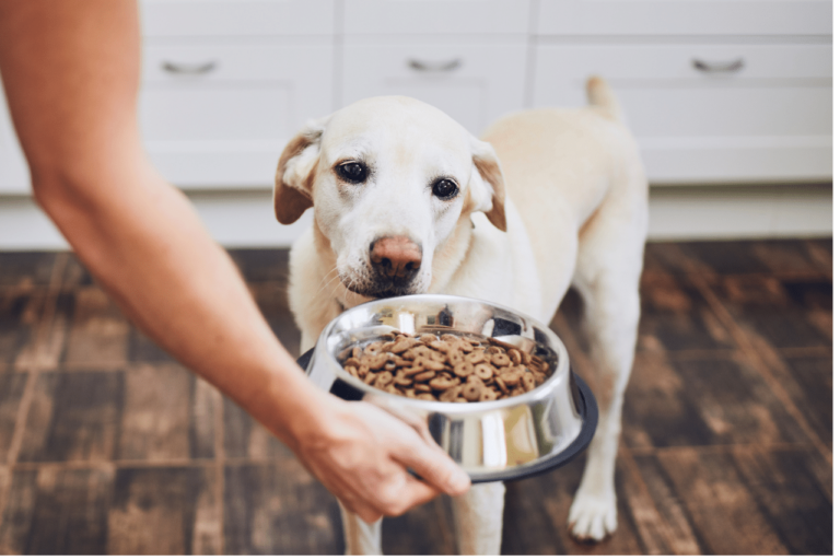 Seu Cachorro Parou de Comer? Saiba o que Fazer!