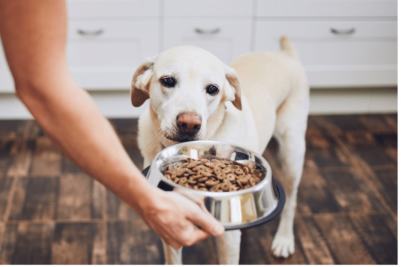 Read more about the article Seu Cachorro Parou de Comer? Saiba o que Fazer!