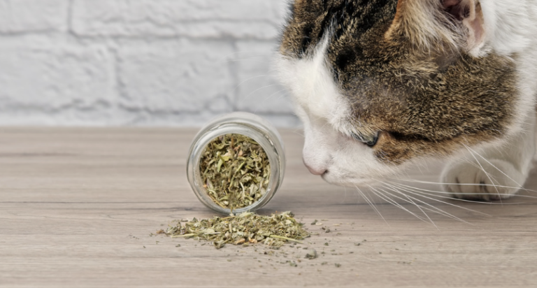 Catnip e Matatabi: Descubra os Benefícios para seu Gato