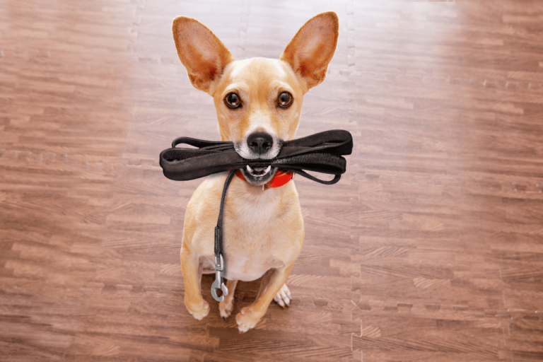 Passeador de Cães: Seu Pet Passeando com Segurança