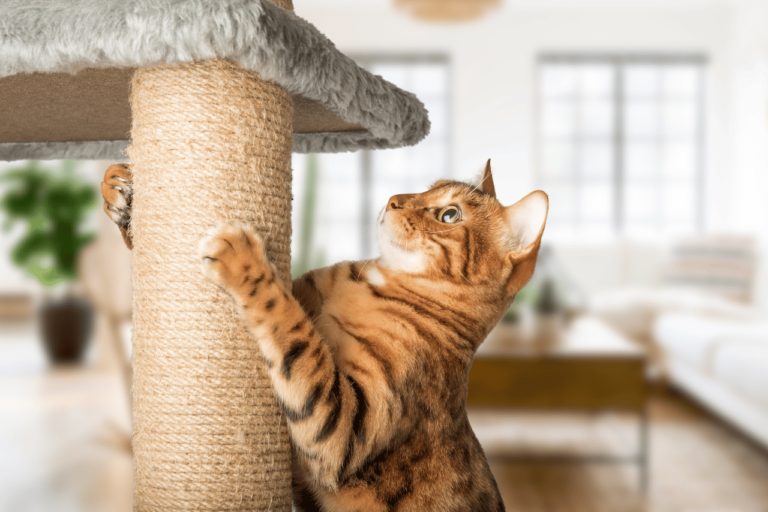 Enriquecimento Ambiental para Gatos: Transforme a Vida do Seu Felino