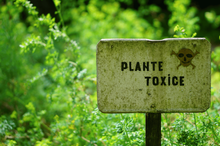 Plantas Tóxicas para Cachorros: O Que Todo Dono Deve Saber