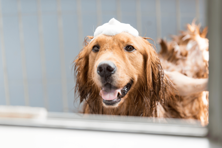 Banho em Pet Shop: Vantagens e Benefícios para Seu Cachorro