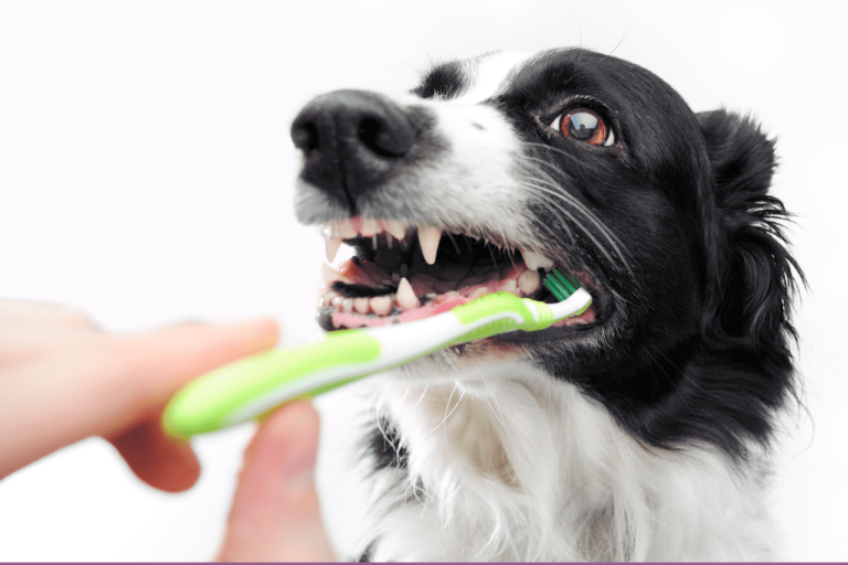 Passo-a-Passo sobre Escovar Dente de Cachorro