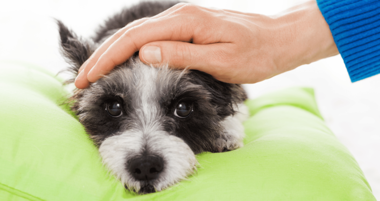 Cachorro vacinado pega cinomose? Entenda a proteção da vacina