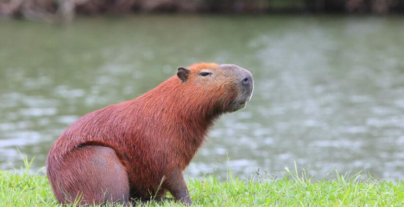 Capivara na Beira-Rio, Itajaí, área de risco para carrapatos