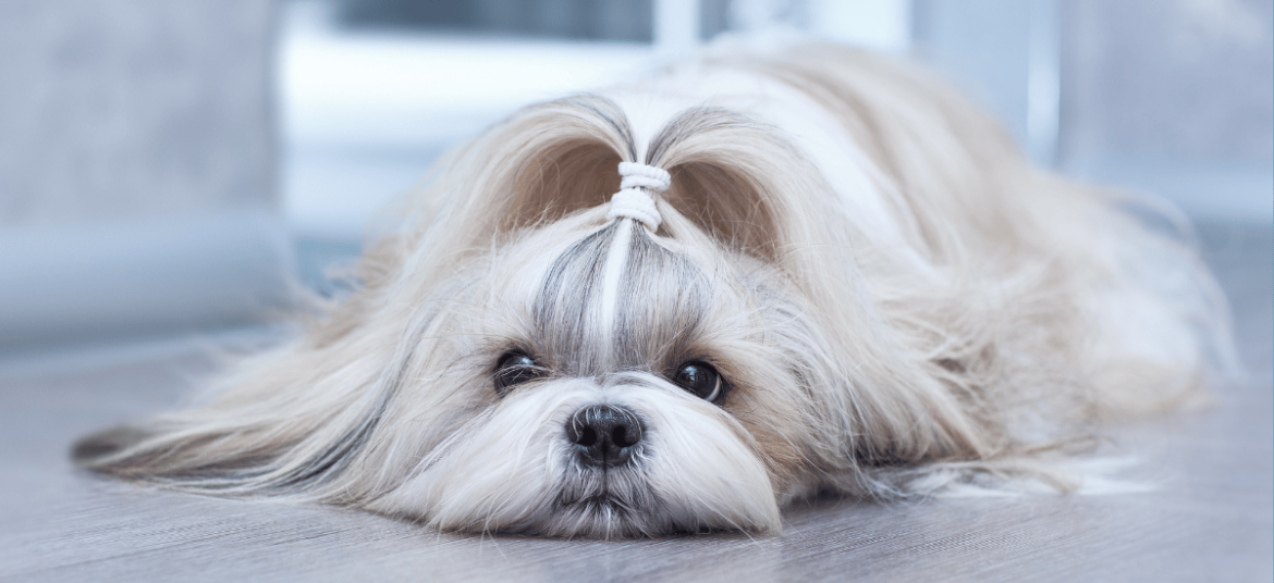 Shih Tzu deitado após correção do comportamento de comer fezes