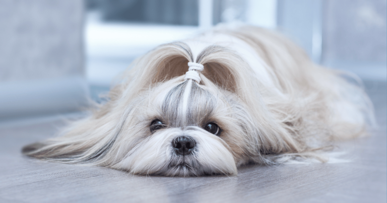 Shih Tzu deitado após correção do comportamento de comer fezes