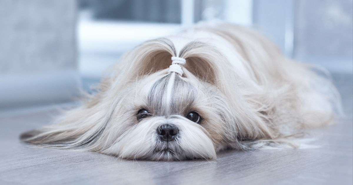 Read more about the article Seu Shih Tzu está Comendo Fezes? Entenda as Causas e Como Evitar