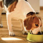 Cachorro adulto pode comer ração de filhote?