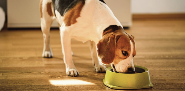 Cachorro adulto pode comer ração de filhote?