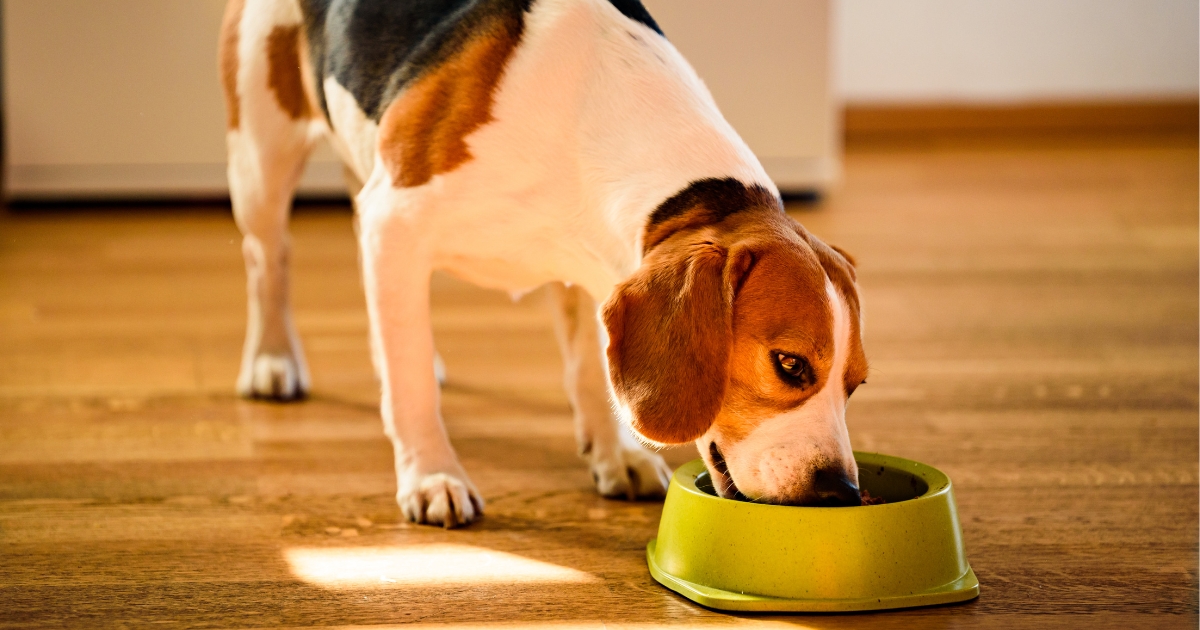 Cachorro comendo ração saudável em um pote