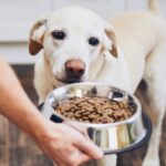 Melhor Ração para Cães: Como Escolher a Opção Ideal