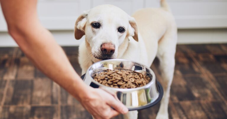 Melhor Ração para Cães: Como Escolher a Opção Ideal