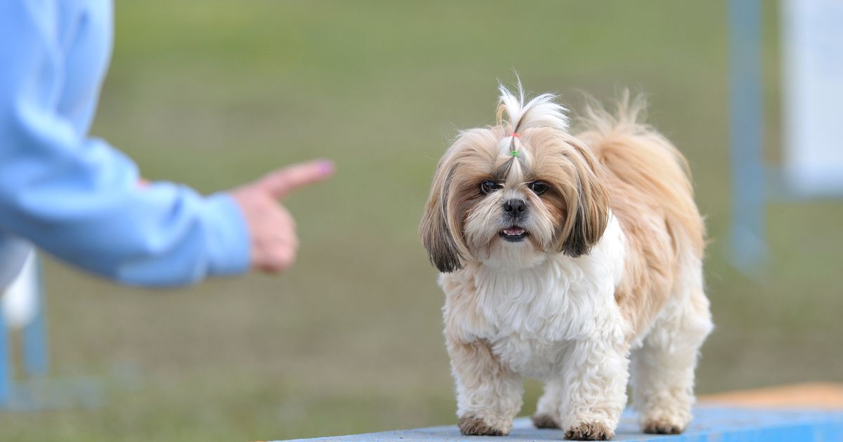 Tutor recompensando Shih Tzu para corrigir o comportamento de comer fezes