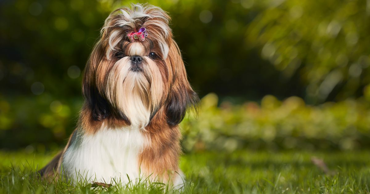 Shih Tzu brincando ao ar livre após correção do comportamento de comer fezes.