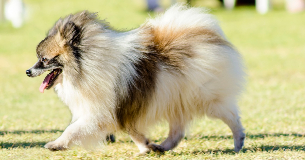 Spitz Alemão com pelagem exuberante