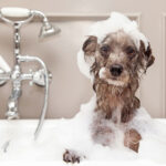 Banhos especiais para cães: saiba como escolher o melhor tratamento para o seu pet