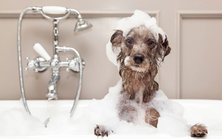 Banhos especiais para cães: saiba como escolher o melhor tratamento para o seu pet