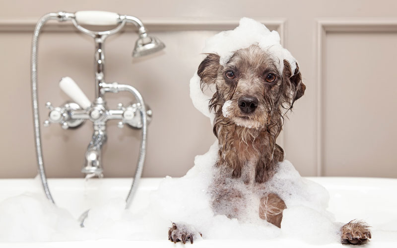 Read more about the article Banhos especiais para cães: saiba como escolher o melhor tratamento para o seu pet